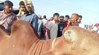 খামার উপযোগী ষাঁড় খুজতেছেন ভিডিও আপনার জন্যই