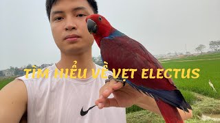 Tìm hiểu về vẹt Electus (phần 1)