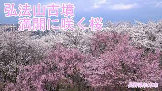 弘法山古墳　満開に咲く桜