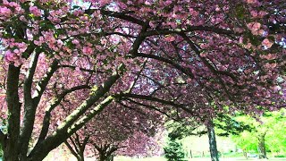 Cherry Blossoms On The Pennsylvania Road