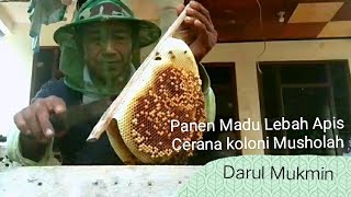 Panen madu lebah liar koloni mushollah darul mukmin.