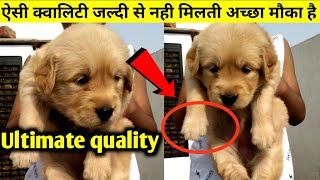 ऐसी क्वालिटी के गोल्डन retriever puppies देखकर मजा आजायेगा |superb quality of golden retriever pupps