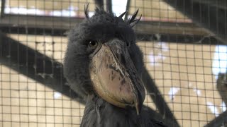 ハシビロコウ　ふたばちゃん　高いところでみんなを見守っています　【掛川花鳥園】Shoebill Futaba-chan Kakegawa Garden