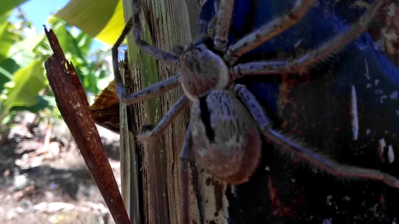 Giant Huntsman Spider - Part 2 In The Bananas, NSW Australia - YouTube