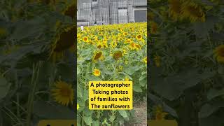 Sunflowers in Japan #japan #sunflower