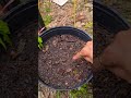 instagram reels nature backyardgardening ចាប់ ផ្តើមបណ្តុះ សណ្តែក បារាំង សួនបន្លែធម្មជាតិ