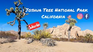 Ep: 81 | Joshua Tree National Park from Palm Springs | California