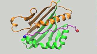 KMRMATPLLMQALPM complexed HLA-DR1 in canonical orientation