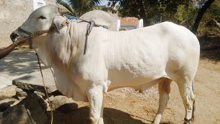 61 సైజు 6 పళ్ళ కోడె అమ్మబడును-big size ongole racing bull for sale in telangana-ox video-cattle-oxen