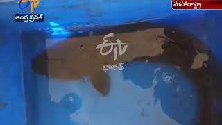 Rs.13 Thousand Worth Auctioned Fish | Found in Ujani Dam | at  Maharashtra