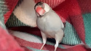 【かわいいおハゲ文鳥ちゃん】12歳だけど換羽頑張ってます　java sparrow