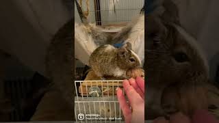 Cute Pet Octodon Degus Celebrating Birthday (cronch cronch)