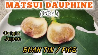 BUAH TIN | MATSUI DAUPHINE | REVIEW / TASTE TEST (Part 1)