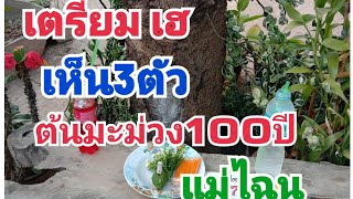 #ต้นมะม่วง100ปีให้งวดที่2#3ตัว 2ตัวรัฐบาลไทย#งวด16พ.ย.65