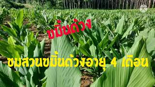 ขมิ้นด้วงภาคใต้