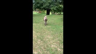 Girl Calls For A Little Donkey To Come Out And He Happily Runs At Her To Play