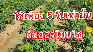 หลังจากลงฮอร์โมนไข่กับต้นดาวเรืองเพียงแค่ 5 วัน ผลเกินคาด