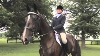 The beauty of the American Saddlebred