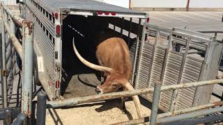 Really Wide Longhorn Exiting a Trailer