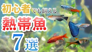 【永久保存版】初心者におすすめの熱帯魚7選完全解説！