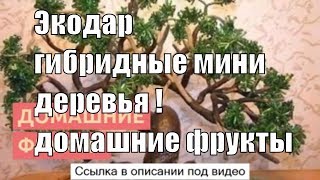 Экодар гибридные мини деревья мини деревья  гибридные деревья! экодар домашние фрукты.