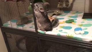 Bringing Your Chinchilla Home