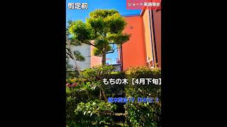 もちの木【4月下旬】透かし剪定【造園　植木屋　庭師　庭木　樹木　職人】　