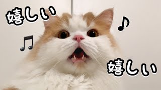 久しぶりに飼い主とゆっくりお風呂で大喜びな猫♪