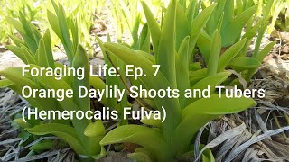 Foraging Life: Episode 7: Orange Daylily Tubers and Shoots