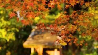 【WEB動画】2017年 秋 オリジナル映像「神應寺」篇 そうだ 京都、行こう。