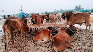 Bakra Mandi | Lahore Kahna Kacha | Village Life ||  Malik Rafiq Movies My Vlog Channel