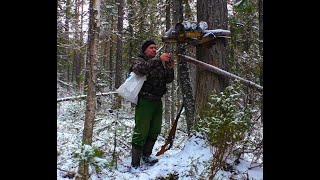 Насторожка капканов на путике, с охотой. Особенности установки капканов.