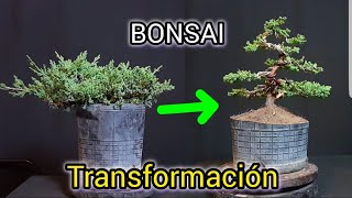 COMO HACER UN BONSAI CON PLANTA DE VIVERO / JUNIPERO PROCUMBENS NANA (SONARE) 👌