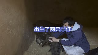 黑山羊养殖昨晚又出生了两只羊崽，一只小公羊一只小母羊个头挺大