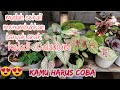 Cara Agar tanaman keladi cepat keluar banyak anak || Easy to grow Caladium seedlings