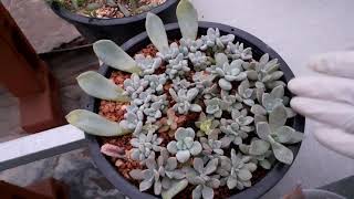 Succulents เทคนิค การขยายพันธุ์ การปลูก/นานาพันธุ์ไม้ by นิตยา