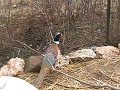 meet mr. pheasant