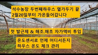 올해 두번째 하우스 가온을 시작합니다 / 올해 3년생 작년보다 더 좋은 품질의 샤인머스켓을 만들어 보겠습니다!!