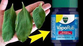 MORRIA E NÃO SABIA - Eu Nunca Imaginei que o VICK VAPORUB E O BOLDO Fizesse Tudo Isso Pela Saúde