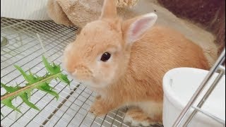 【やんちゃうさぎ】ぴょんきち 、初めてのたんぽぽ / A bunny eats a first dandelion.