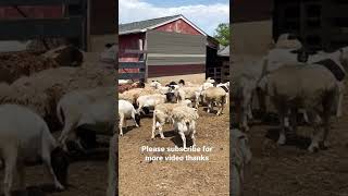 Sheep farm in Virginia USA