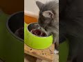 ロキ様がご飯食べるだけasmr！😆　 ノルウェージャンフォレストキャット 猫 保護猫 asmr 咀嚼音 木こりの日常シリーズ