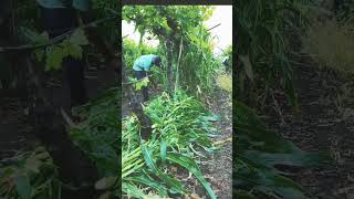 Mulching grape vines with maize plants | धांडा वर मक्का उगवून द्राक्ष बागेत मलचींग #shorts