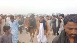 New bull race 2024 || Bull Race in Pakistan || Daily village vlogs