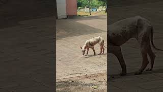 ചക്കിനു വെച്ചത് കൊക്കിനുകൊണ്ട അവസ്ഥ #shots #shorts #shortsyoutube #dog