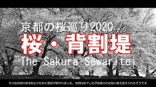 [4K]桜・背割堤　京都の桜巡り2020　京都府八幡市　Cherry blossoms on the river bank“Sewaritei” in Yawata city, Kyoto Japan