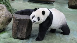 20221103 點心吃完棲架坐 圓仔優雅過生活(早餐) Giant Panda Yuan Zai