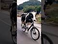 Reaksi Bocil Lihat Sapi Naik Sepeda Ngebut di Jalan Hampir Oleng #shorts #bocil #sapi #sepeda #gowes