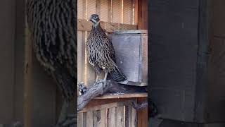 Himalayan monal pheasant #pheasantfarm #pheasants #himalayanmonalpheasant