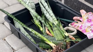 No. 58. Sansevieria. Rejuvenating transplant. What to do if the bush has collapsed.